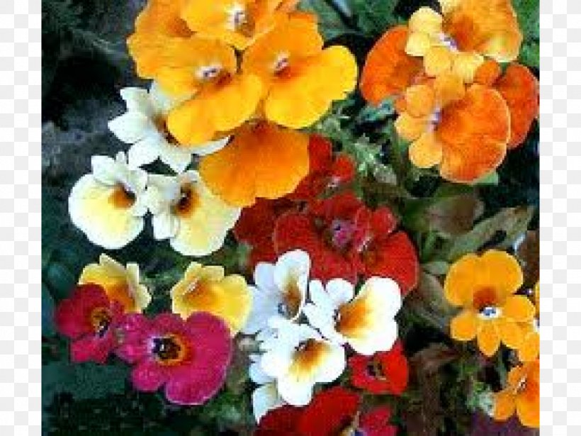 Nemesia Annual Plant Seed Flower, PNG, 1024x768px, Nemesia, Annual Plant, Bedding, Color, Cutting Download Free