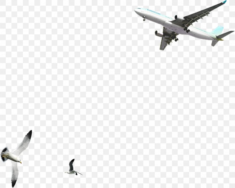 Pousada Bahia Boa Bird Airplane Common Gull, PNG, 1115x893px, Bird, Airline, Airplane, Common Gull, Floor Download Free