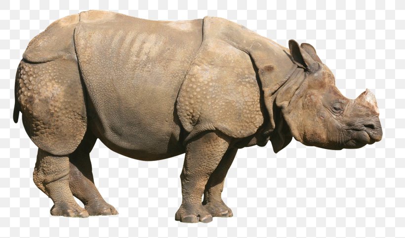 Rhinoceros Clip Art Transparency Image, PNG, 800x482px, Rhinoceros, Black Rhinoceros, Display Resolution, Fauna, Horn Download Free