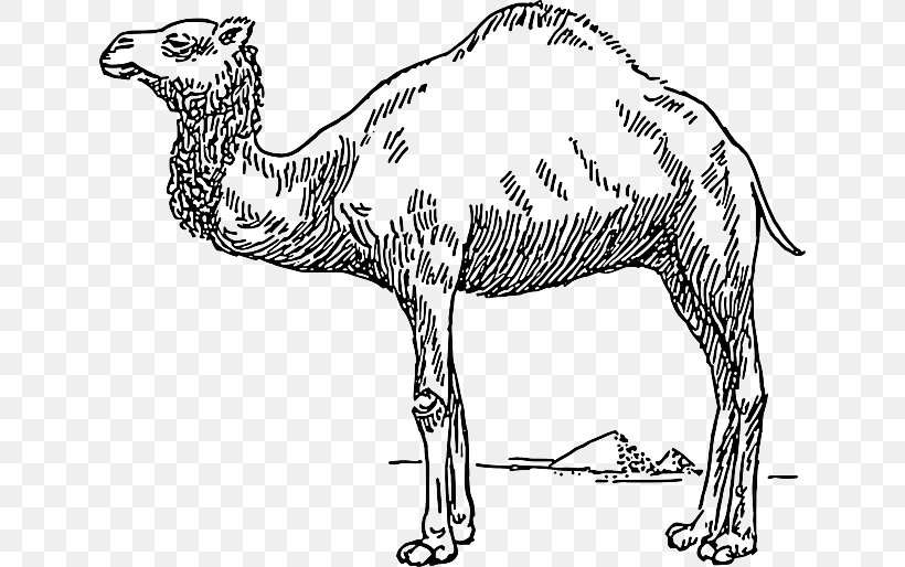 Dromedary Bactrian Camel Clip Art, PNG, 640x514px, Dromedary, Animal Figure, Arabian Camel, Artwork, Bactrian Camel Download Free