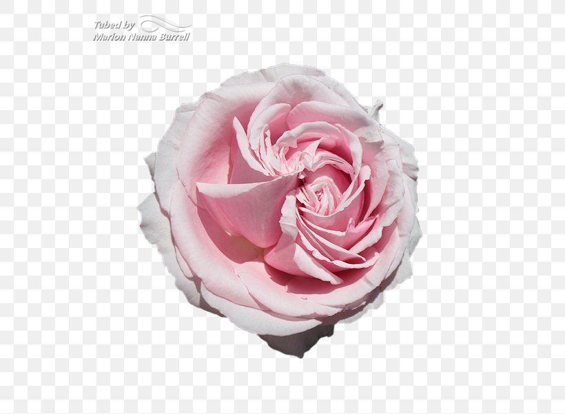 Garden Roses Cabbage Rose Floribunda Moody National Bank Cut Flowers, PNG, 615x601px, Garden Roses, Cabbage Rose, Cut Flowers, Floribunda, Flower Download Free