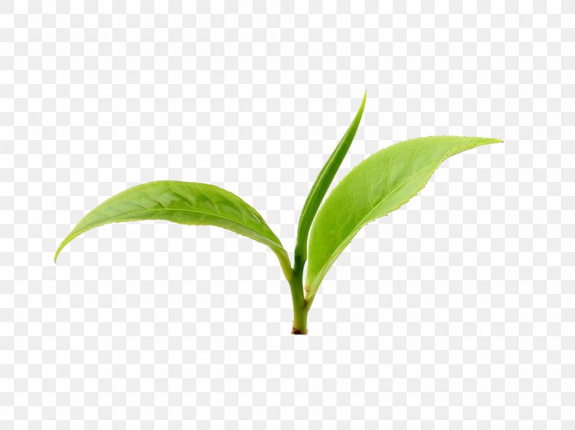 Green Tea Wuyi Tea Anhua County Xinyang Maojian Tea, PNG, 1000x749px, Tea, Anhua County, Black Tea, Camellia Sinensis, Fermented Tea Download Free