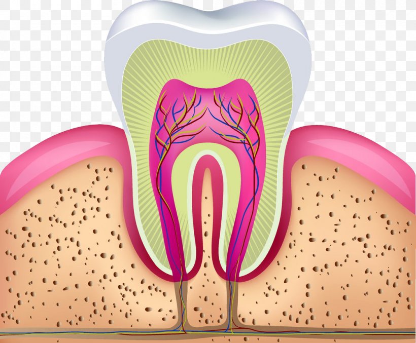 Human Tooth Endodontic Therapy Crown Dentistry, PNG, 1000x826px, Watercolor, Cartoon, Flower, Frame, Heart Download Free