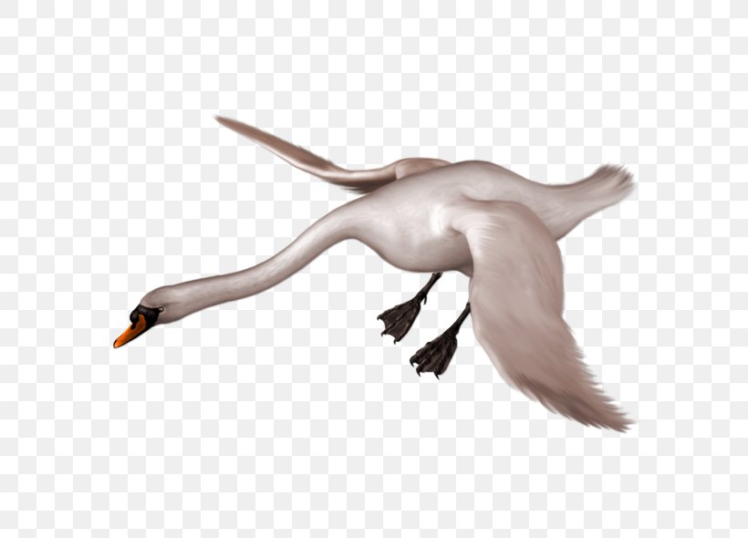 Mute Swan Bird Black Swan Duck Goose, PNG, 600x590px, Mute Swan, Beak, Bird, Black Swan, Blacknecked Swan Download Free