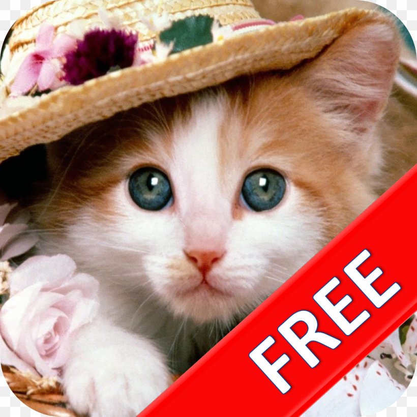 Persian Cat Kitten Siberian Cat Turkish Angora Mouse, PNG, 1024x1024px, Persian Cat, Aegean Cat, Animal, Cat, Cat Breed Download Free