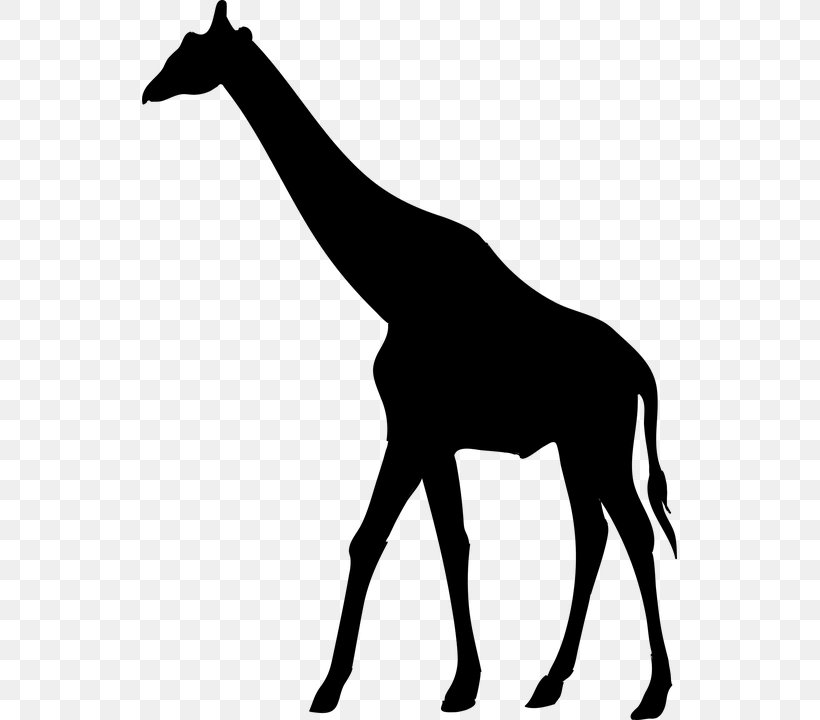 Silhouette Royalty-free West African Giraffe, PNG, 535x720px, Silhouette, Black, Black And White, Giraffe, Giraffidae Download Free
