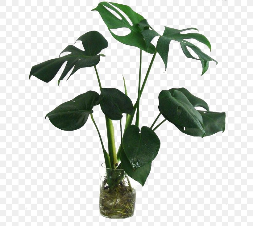 Swiss Cheese Plant Leaf Houseplant Bamboo, PNG, 650x732px, Swiss Cheese Plant, Alismatales, Arum Family, Bamboo, Bract Download Free