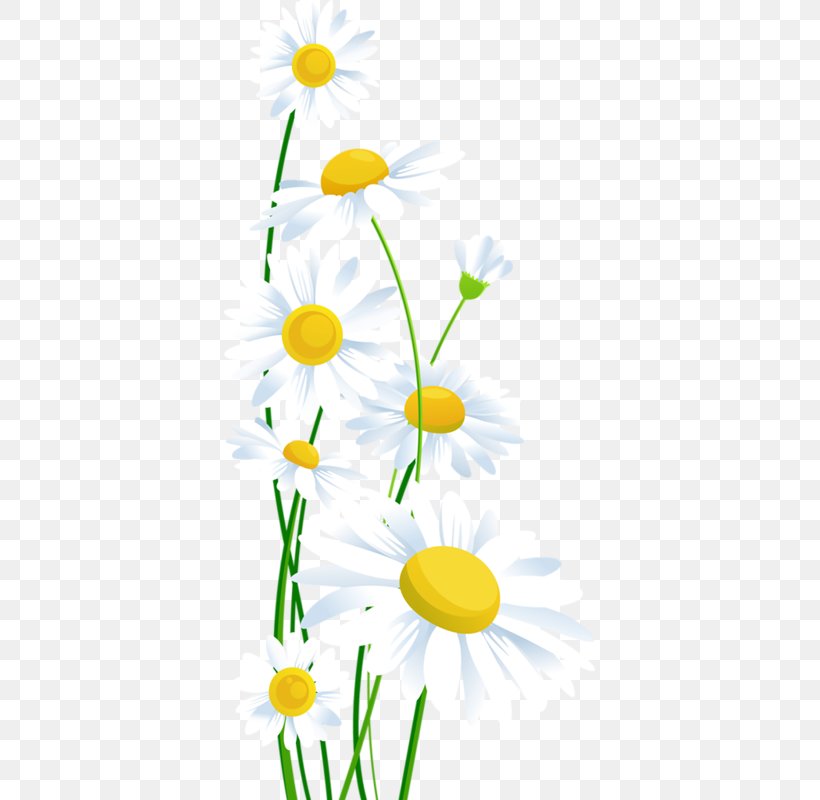 Clip Art Common Daisy Openclipart Image Oxeye Daisy, PNG, 371x800px, Common Daisy, Artwork, Branch, Chamomile, Daisy Download Free