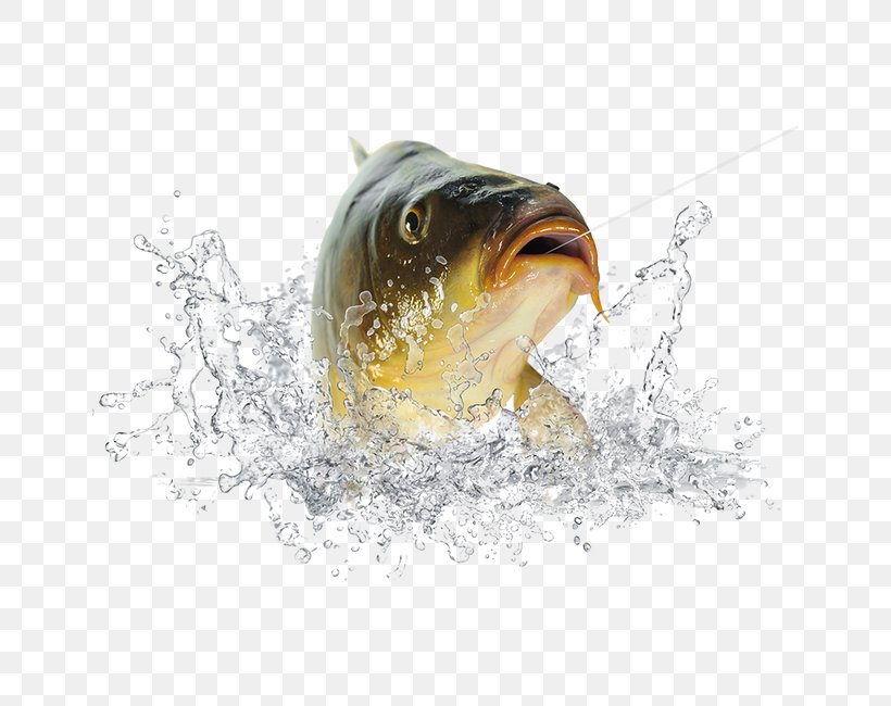 Fish Icon, PNG, 650x650px, Fish, Bait, Fishing, Gratis, Organism Download Free