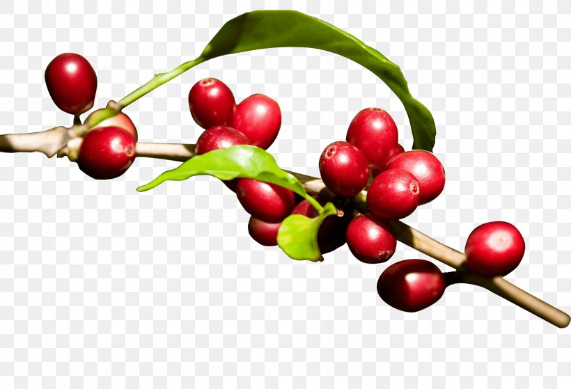 Kona Coffee Energy Drink Arabica Coffee Fruit, PNG, 1661x1134px, Coffee, Aquifoliaceae, Aquifoliales, Arabica Coffee, Berry Download Free