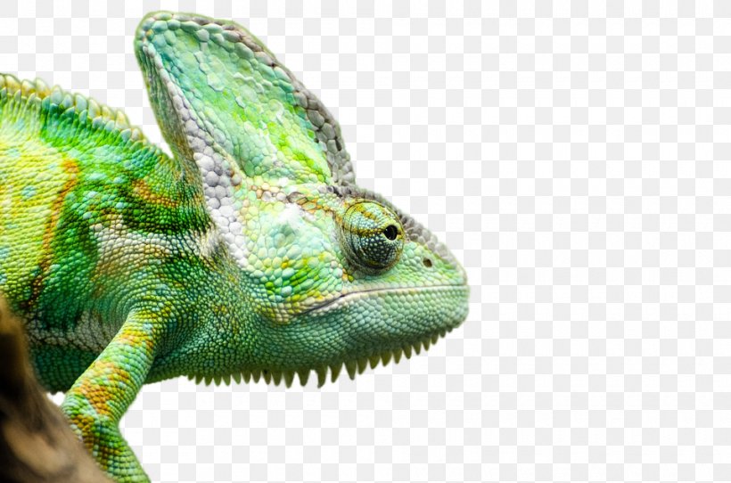 Lizard Reptile Chameleons Veiled Chameleon Snake, PNG, 960x635px, Common Iguanas, African Chameleon, Chameleon, Chameleons, Fauna Download Free