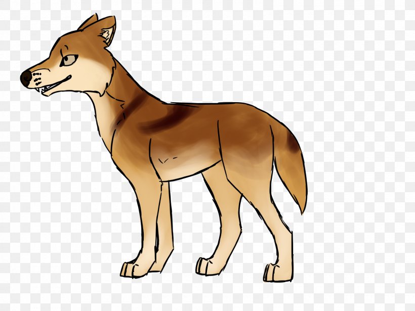 Red Fox Coyote Dhole Dingo Jackal, PNG, 1600x1200px, Red Fox, Carnivoran, Cartoon, Coyote, Dhole Download Free