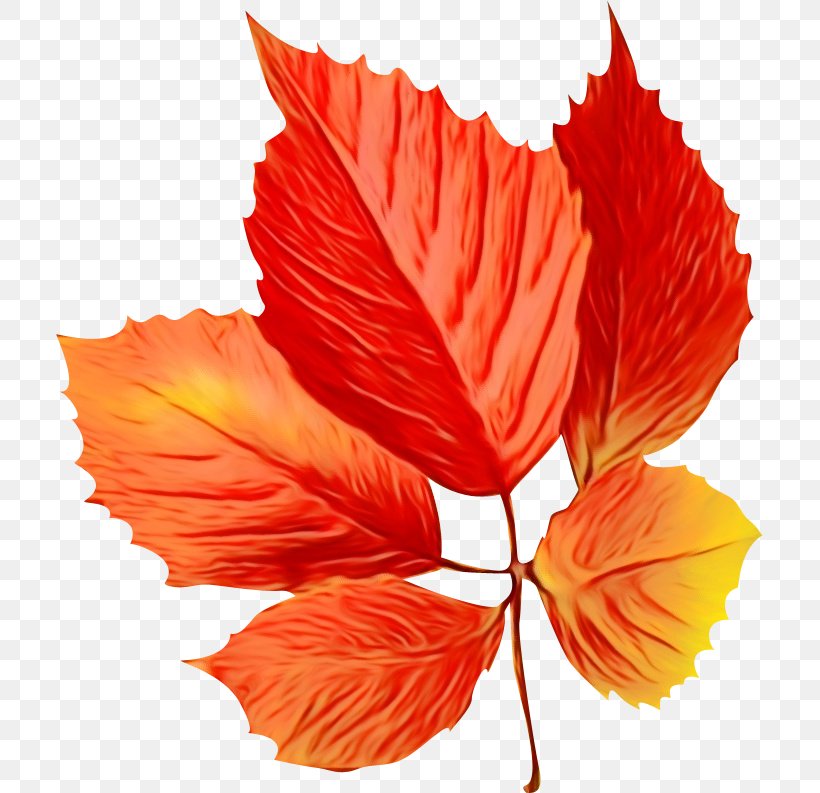 Maple Leaf, PNG, 707x793px, Petal, Beech, Coquelicot, Deciduous, Flower Download Free