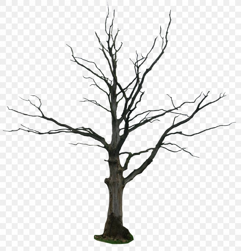 Tree Drawing Snag Clip Art, PNG, 1992x2079px, Tree, Bark, Black And White, Branch, Cartoon Download Free