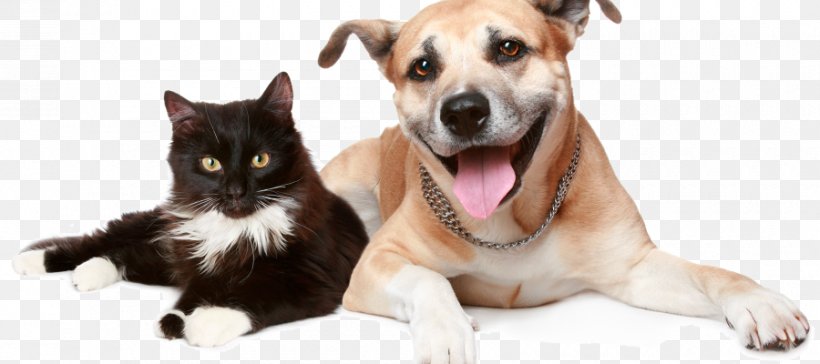 Dog Cat Pet Insurance Trupanion, PNG, 900x400px, Dog, Animal, Animal Rescue Group, Animal Shelter, Carnivoran Download Free