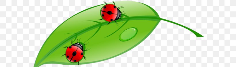 Drawing Clip Art, PNG, 600x235px, Drawing, Art, Beetle, Can Stock Photo, Illustrator Download Free
