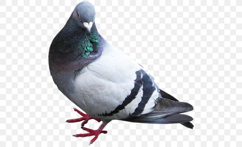 Rock Dove Columbidae Clip Art Image, PNG, 500x500px, Rock Dove, Beak, Bird, Columbidae, Editing Download Free
