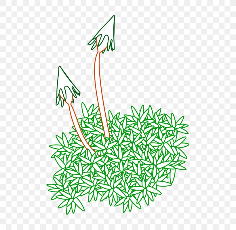 Spanish Moss Flora Of The Canadian Arctic Archipelago Clip Art, PNG, 603x800px, Moss, Area, Blog, Drawing, Embryophyta Download Free