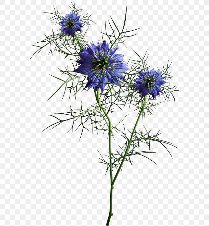 Wildflower, PNG, 588x885px, Flower, Aster, Chicory, Color, Cornflower Download Free