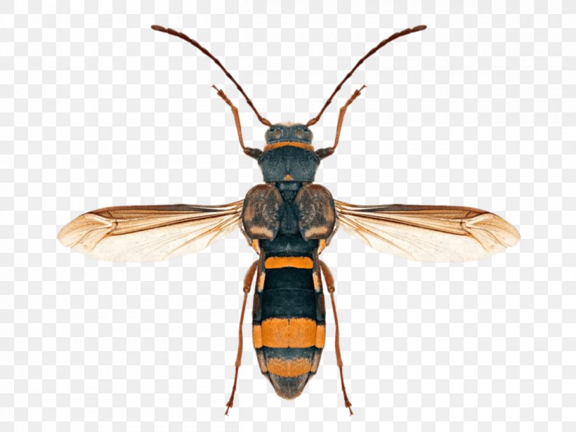 Hornet Honey Bee Longhorn Beetle, PNG, 1200x901px, Hornet, Animal, Antenna, Arthropod, Asian Longhorned Beetle Download Free