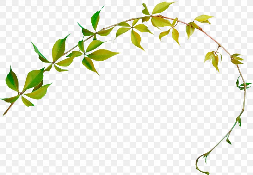 Ivy, PNG, 2000x1386px, Leaf, Branch, Flower, Ivy, Plant Download Free