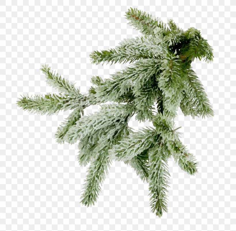 Columbian Spruce Shortleaf Black Spruce White Pine Yellow Fir Tree, PNG, 1280x1254px, Watercolor, American Larch, Columbian Spruce, Oregon Pine, Paint Download Free