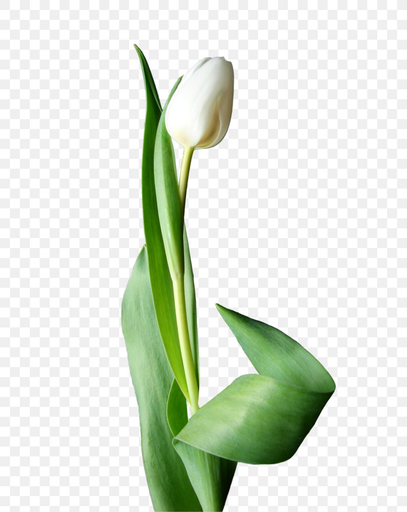 Flowering Plant Cut Flowers Tulip Alismatales, PNG, 774x1032px, Flowering Plant, Alismatales, Arum, Arum Lilies, Cut Flowers Download Free