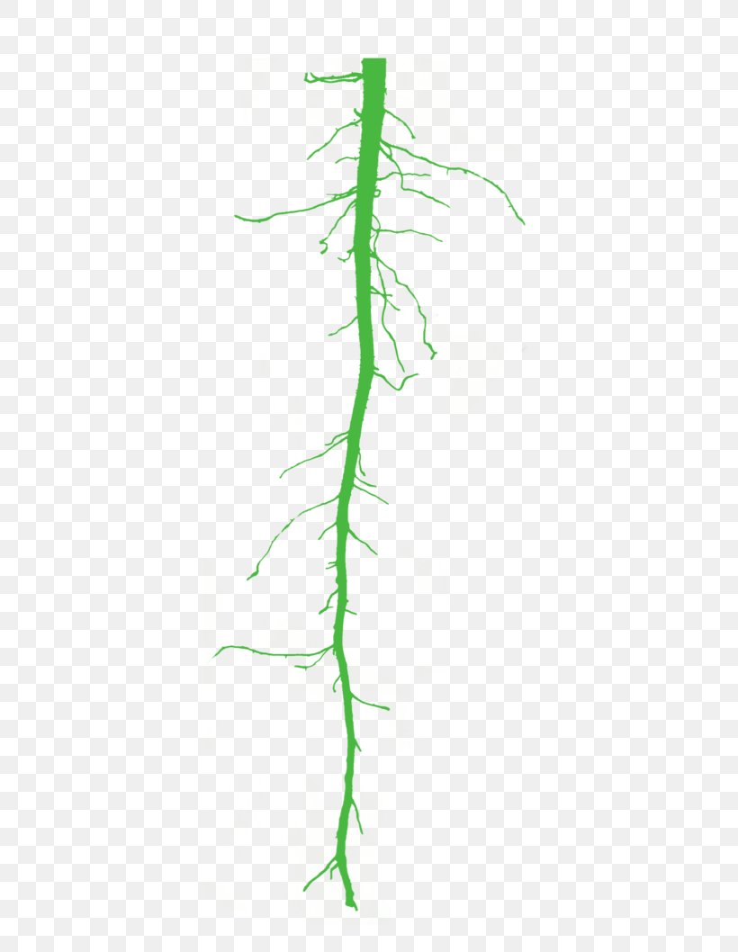 Twig Grasses Plant Stem, PNG, 473x1058px, Twig, Branch, Family, Flora, Flowering Plant Download Free