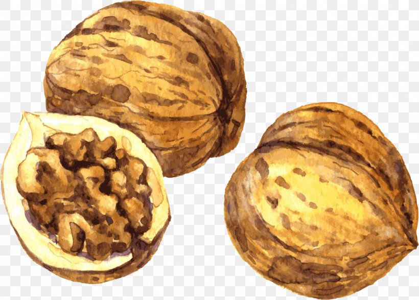 Walnut Painting Drawing, PNG, 1024x734px, Nut, Art, Brazil Nut, Commodity, Drawing Download Free