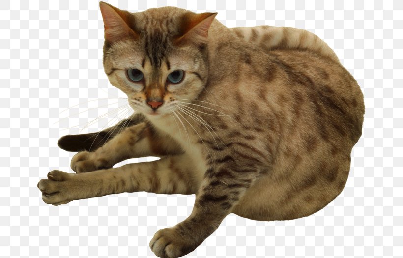 American Shorthair American Bobtail California Spangled Toyger Ocicat, PNG, 670x525px, American Shorthair, American Bobtail, American Wirehair, Animal, Asian Download Free