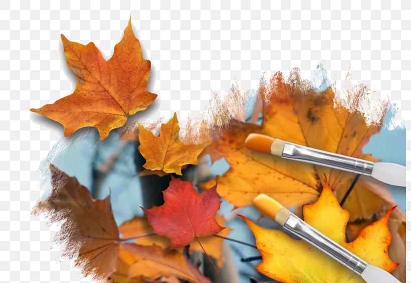 Autumn Leaf Color Image Painting Stock Photography, PNG, 800x564px, Autumn, Art, Autumn Leaf Color, Leaf, Maple Leaf Download Free