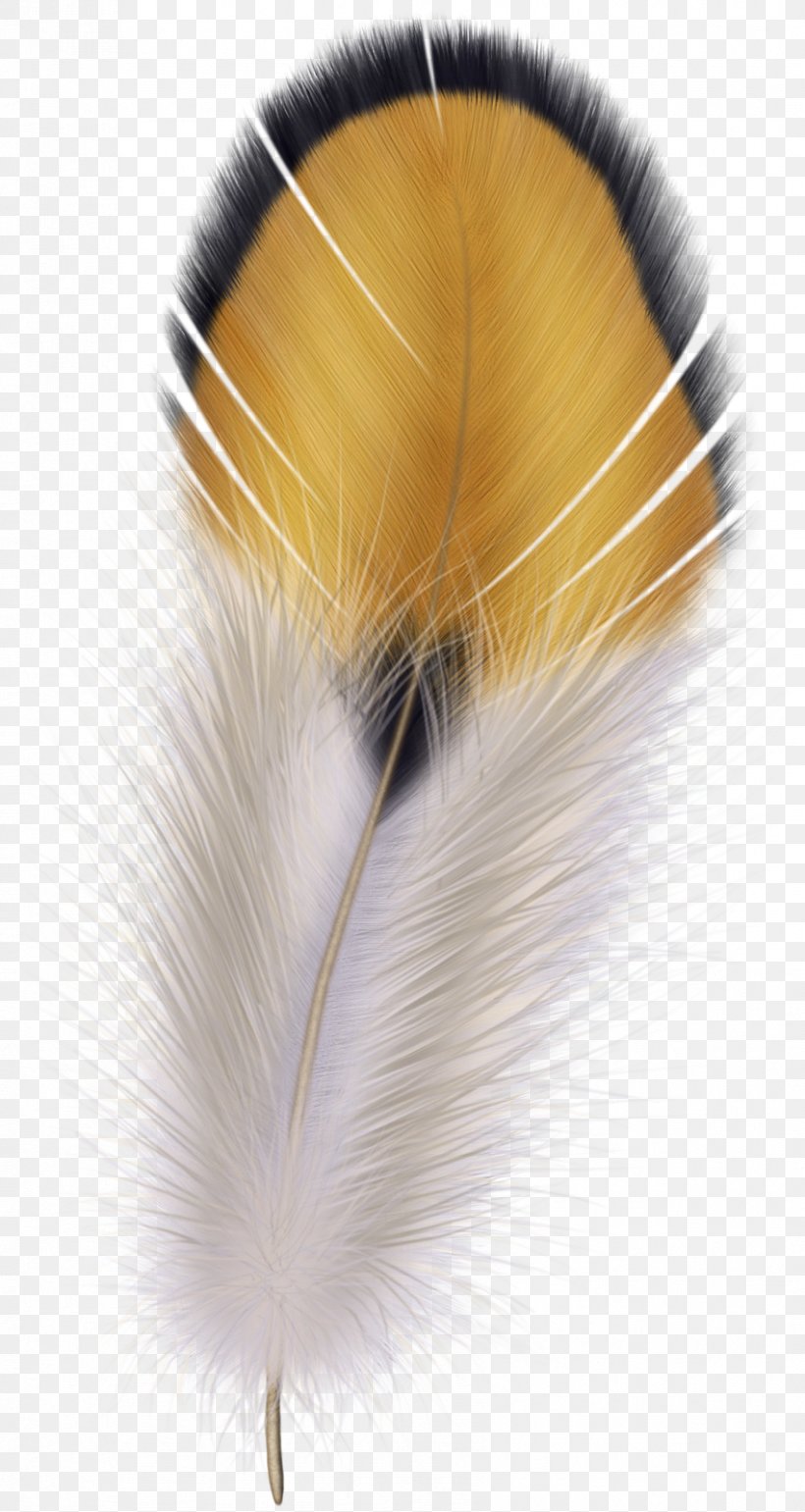 Bird Flight Feather Wing, PNG, 851x1600px, Bird, Feather, Flight Feather, Fur, Great Bustard Download Free