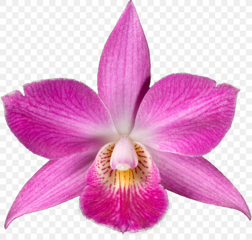 Drawing Orchids Desktop Wallpaper Clip Art, PNG, 1115x1063px, Drawing, Can Stock Photo, Cattleya, Dendrobium, Flower Download Free