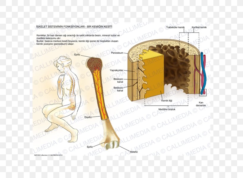 Muscle Bone Human Anatomy Skeleton, PNG, 600x600px, Watercolor, Cartoon, Flower, Frame, Heart Download Free