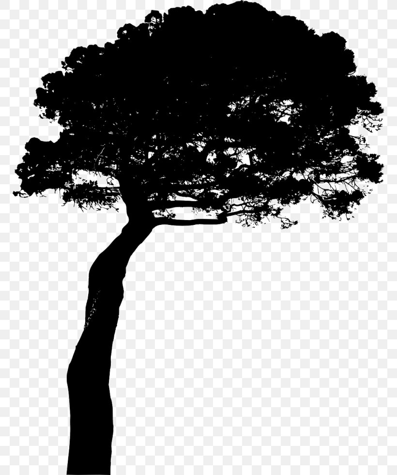 Pine Tree Silhouette Clip Art, PNG, 768x980px, Pine, Arecaceae, Black And White, Branch, Conifers Download Free