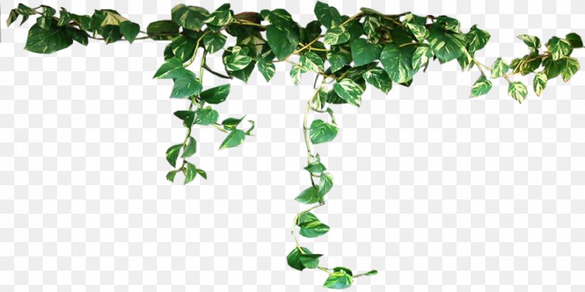 Plant Vine Clip Art, PNG, 900x450px, Plant, Areca Palm, Branch, Epipremnum Pinnatum, Flora Download Free
