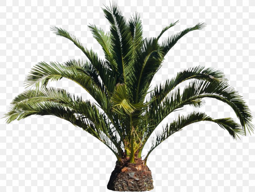 Babassu Arecaceae Tree Roystonea Regia Canary Island Date Palm, PNG, 1000x756px, Babassu, Arecaceae, Arecales, Attalea, Attalea Speciosa Download Free