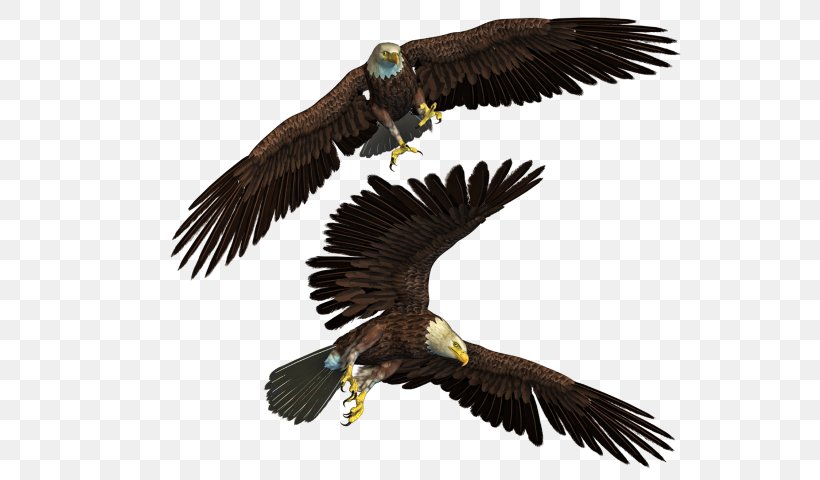 Bald Eagle Bird, PNG, 548x480px, Bald Eagle, Accipitriformes, Beak, Bird, Bird Of Prey Download Free
