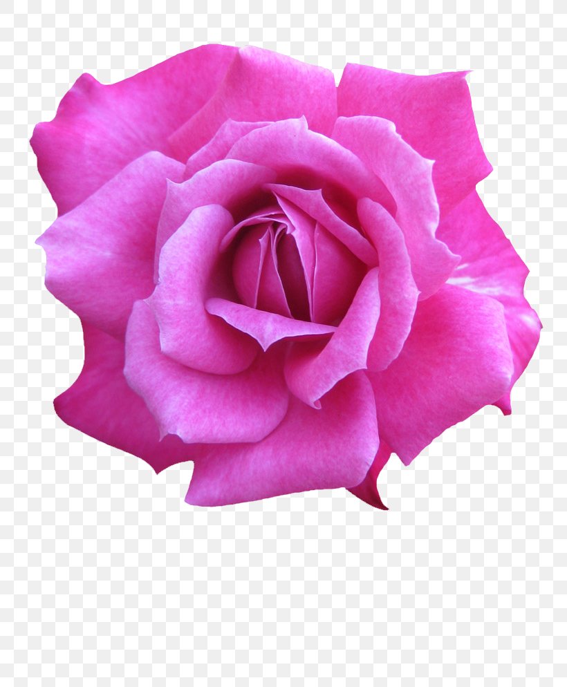 Garden Roses Cabbage Rose Floribunda Petal Cut Flowers, PNG, 800x994px, Garden Roses, Cabbage Rose, China Rose, Cut Flowers, Floribunda Download Free