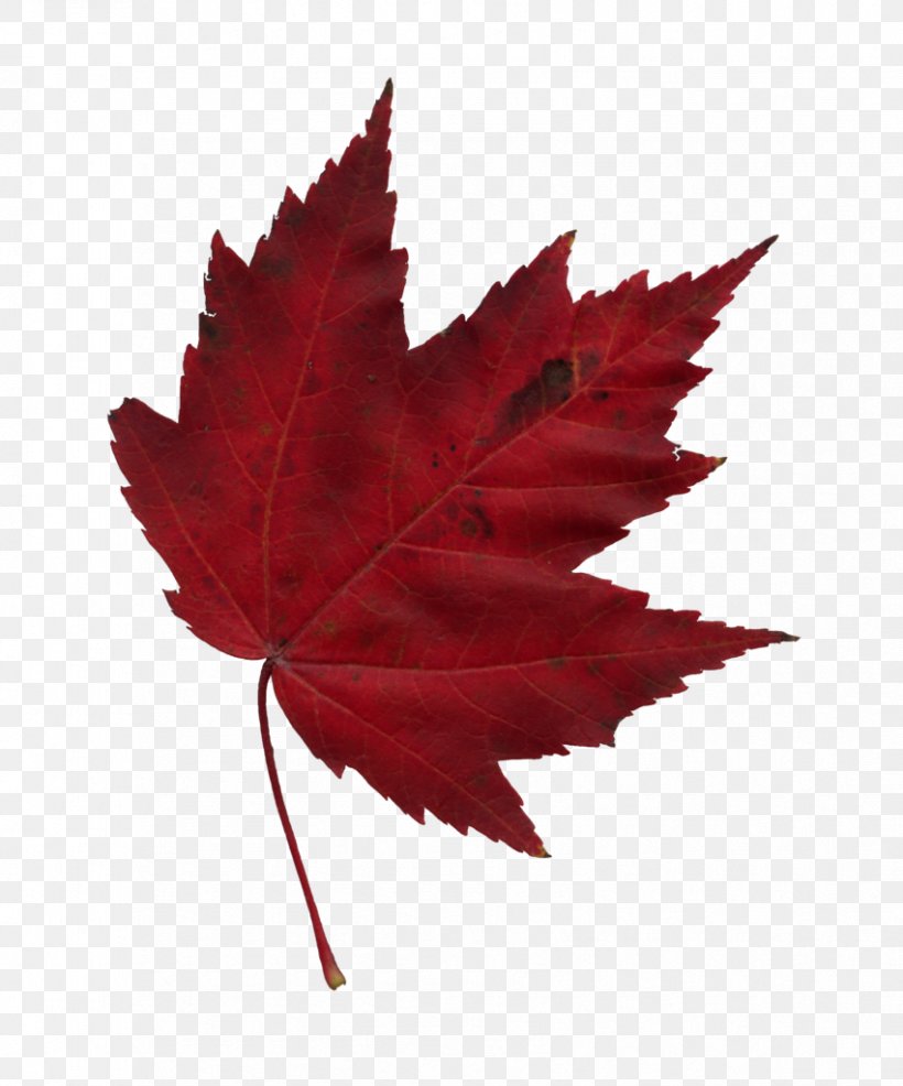 Japanese Maple Maple Leaf Autumn, PNG, 851x1024px, Japanese Maple, Autumn, Autumn Leaf Color, Autumn Leaves, Cartoon Download Free