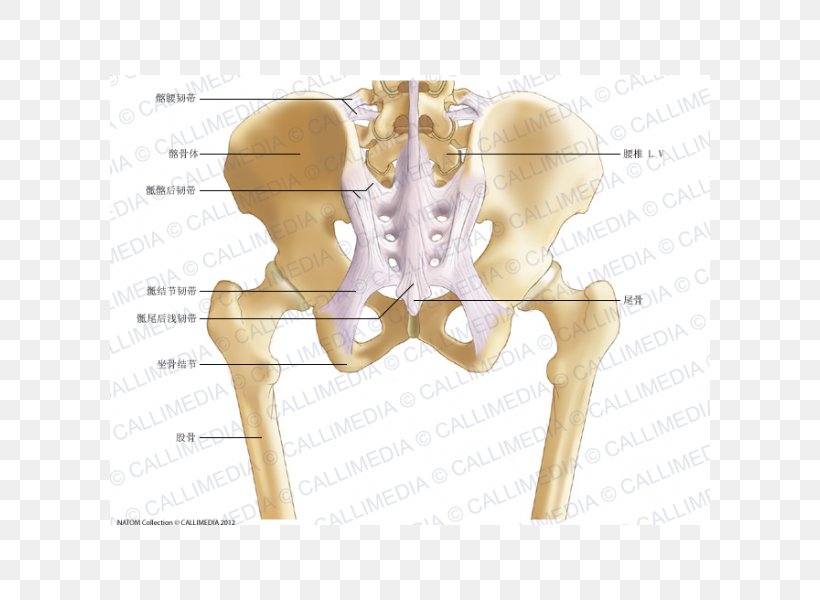 Pelvis Anatomy Bone Human Skeleton Ligament, PNG, 600x600px, Watercolor, Cartoon, Flower, Frame, Heart Download Free