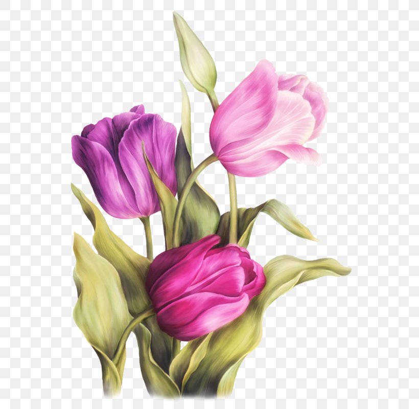 Watercolor Painting Art Tulip, PNG, 564x800px, Watercolor Painting, Art, Art Museum, Bud, Cut Flowers Download Free