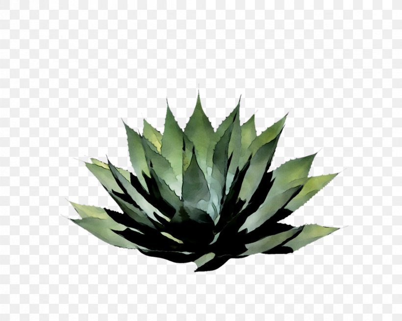 Agave Tequilana Agave Nectar Aloe Vera Leaf, PNG, 1187x949px, Agave Tequilana, Agave, Agave Nectar, Aloe Vera, Aloes Download Free