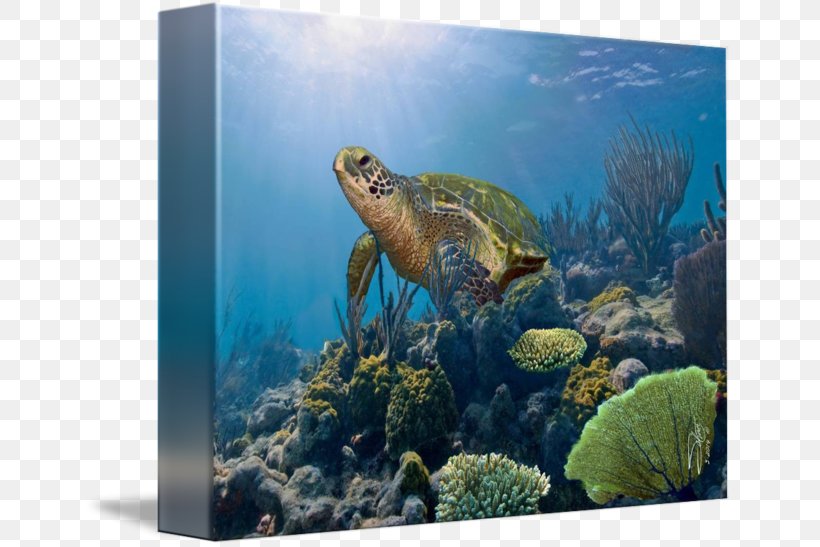 Biscayne National Park Coral Reef Fish Loggerhead Sea Turtle Ecosystem, PNG, 650x547px, Coral Reef, Aquarium, Aquariums, Box Turtle, Box Turtles Download Free