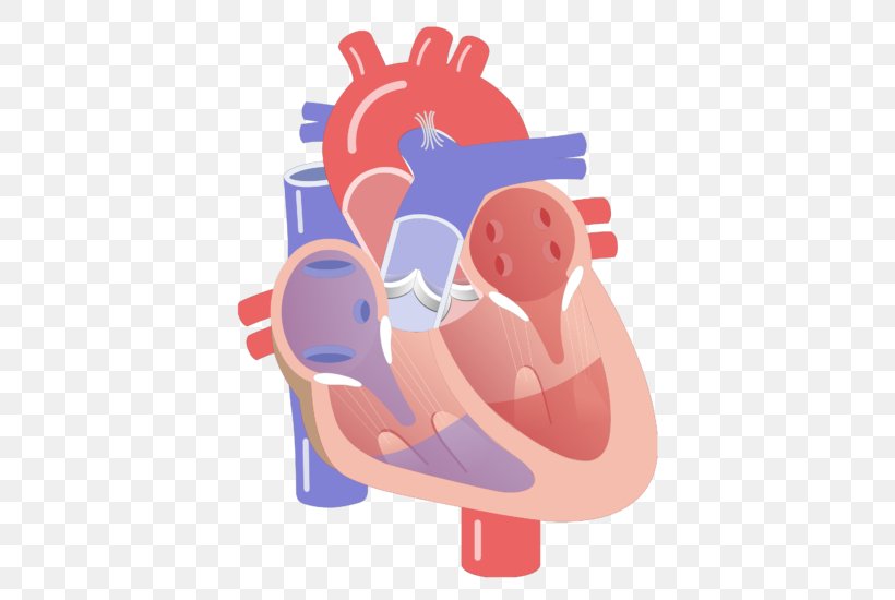 Electrical Conduction System Of The Heart Heart Valve Ventricle Circulatory System, PNG, 666x550px, Watercolor, Cartoon, Flower, Frame, Heart Download Free