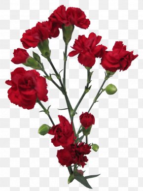 Flower - Garden Roses Carnation Cut Flowers Flower Bouquet PNG