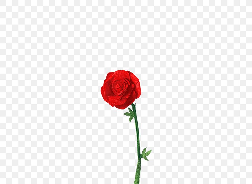 The Little Prince Beach Rose Centifolia Roses Flower Garden Roses, PNG, 600x600px, 46610 Besixdouze, Little Prince, B 612, Beach Rose, Carnation Download Free