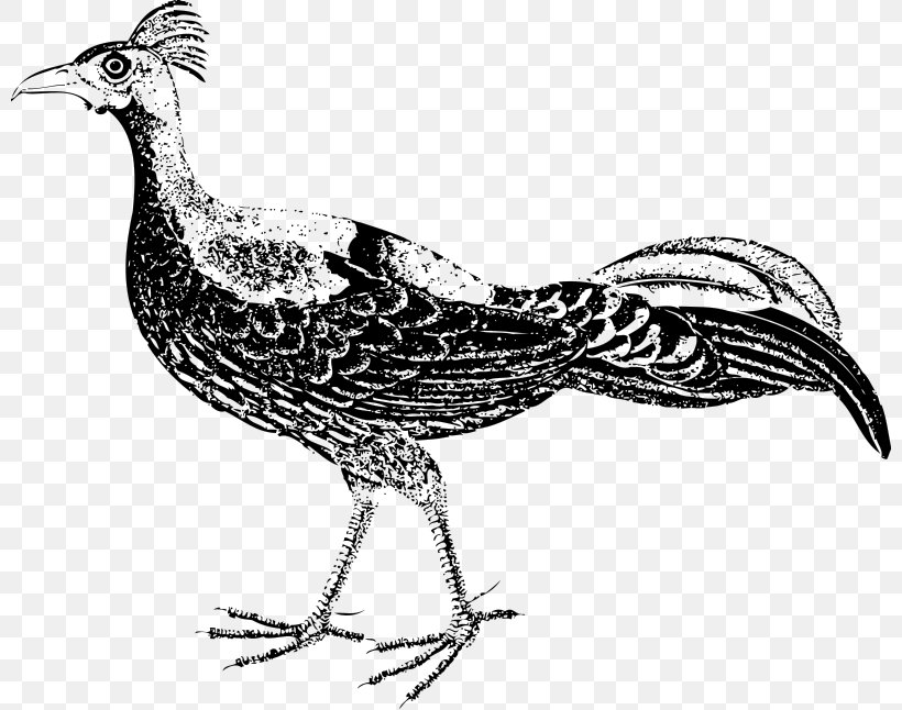 Bird Pheasant Drawing Clip Art, PNG, 800x646px, Bird, Beak, Black And White, Chicken, Dirty Intentions Download Free