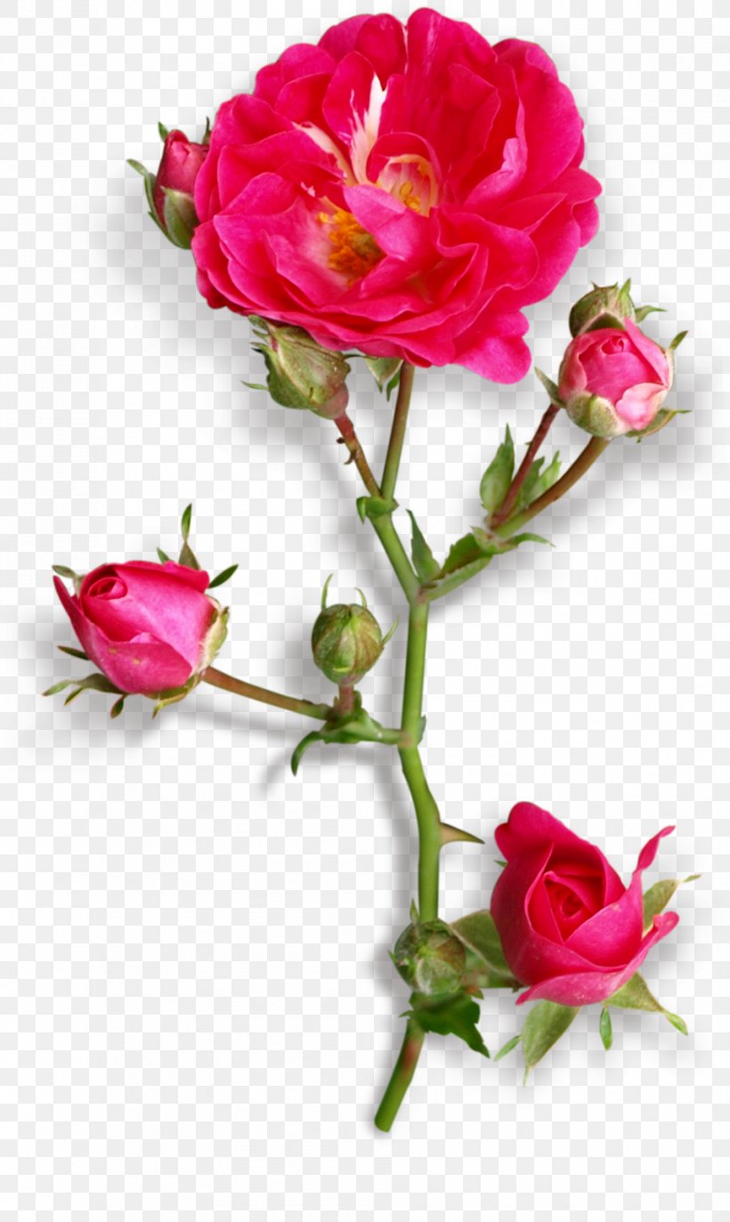 Garden Roses Centifolia Roses Floribunda Cut Flowers, PNG, 955x1600px, Garden Roses, Artificial Flower, Bud, Centifolia Roses, Cut Flowers Download Free