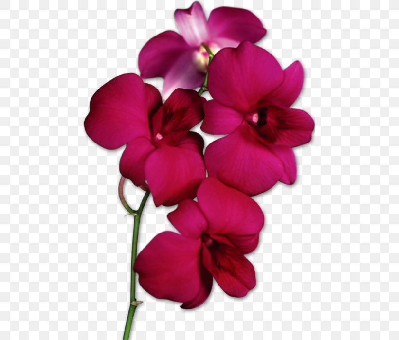 Moth Orchids Clip Art, PNG, 477x699px, Orchids, Cattleya Orchids, Cut Flowers, Document, Everlasting Sweet Pea Download Free